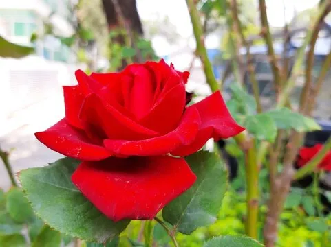 趋势图工具示意